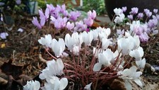 Cyclamen hederifolium hardy for sale  Olympia