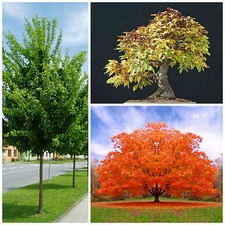 Semi acer campestre usato  Nizza di Sicilia