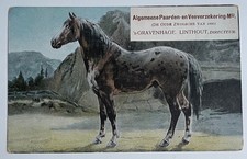 Pinzgauer horse advert d'occasion  Expédié en Belgium