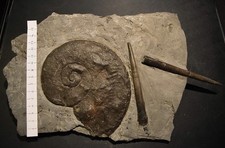 Ammoniti harpocera belemniti usato Ammoniti harpocera belemniti usato  Segrate