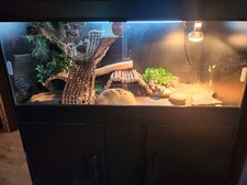 4ft 2ft bearded for sale  BERKELEY