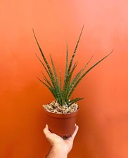 plants live plant snake for sale plants live plant snake for sale Homestead