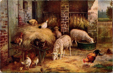 Postcard farm animals for sale  Maryville