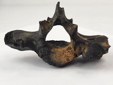 Tapir fossil sacral for sale  Rockledge