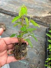 Euphorbia diamond frost for sale  SALTASH