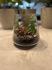 Plant terrariums various for sale  LEICESTER