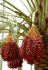 Phoenix dactylifera palma usato  Torino