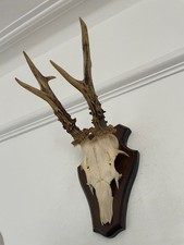 Fine pointy antlers for sale  SOUTHEND-ON-SEA