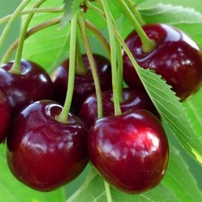 Cherry sunburst tree for sale  SOUTHAMPTON