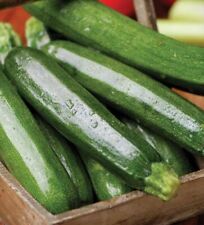 Courgette seeds green for sale  LONDON
