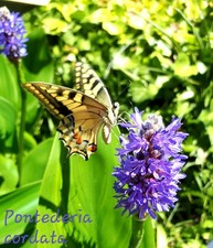Pontederia cordata rizomi usato  Salemi