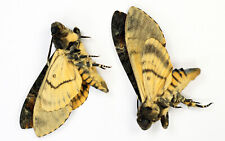Acherontia lachesis females for sale  Shipping to United Kingdom