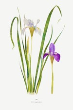 Iris unguicularis 1900 for sale  USA