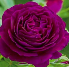 Deep purple plum for sale  BIRMINGHAM