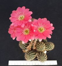Chamaelobivia hybr adult usato  Paterno