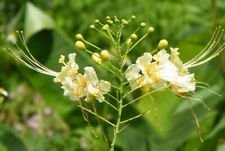 Caesalpinia pulcherrima white for sale  Venice