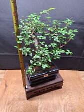 Real bonsai tree for sale  PETERBOROUGH