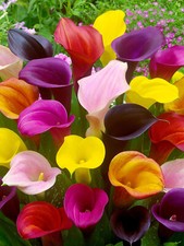 Calla lily bulbs for sale  WOLVERHAMPTON