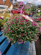 Pink chrysanthemum hanging for sale  LARGS