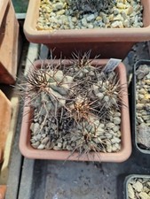 Copiapoa longistaminea big usato  Italia