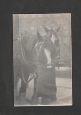 Pair harnessed work for sale  PETWORTH