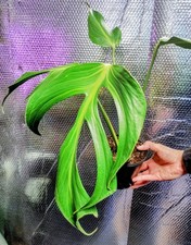 Monstera burle marx for sale  FAREHAM