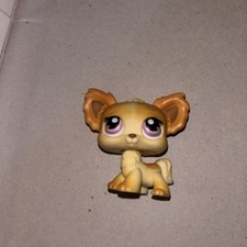 Chihuahua authentic littlest for sale  Merrill