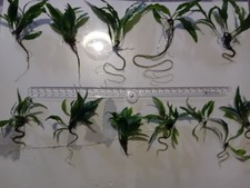 java fern for sale java fern for sale GRANGE-OVER-SANDS