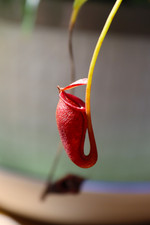 Nepenthes jacquelineae 3092 for sale  SOUTHAMPTON