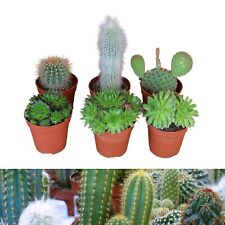Sempervivum cactus indoor for sale  GLASGOW