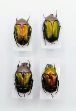 Entomology taxidermy cetonia usato  Roma