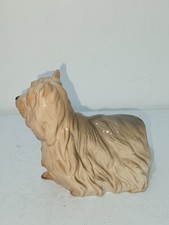 silky terrier for sale silky terrier for sale SLOUGH