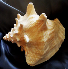 Muschel gewachsen 17x19x1 gebraucht kaufen  Nürnberg