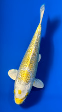 Gin rin hariwake for sale  Blountstown
