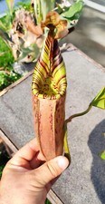 Nepenthes mollis veitchii gebraucht kaufen  Erfurt