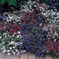 Lobelia seeds riviera for sale  Elma