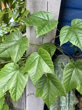 Boston ivy cuttings for sale  Akron