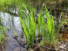 Acorus calamus marginal for sale  MARKET RASEN