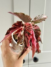begonia for sale  SOUTHPORT