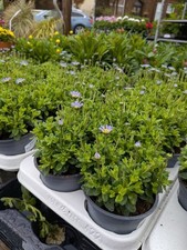 Felicia blue daisy for sale  LARGS