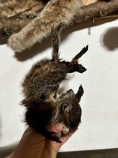 Taxidermy funny upside for sale  New York