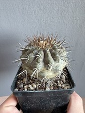 Copiapoa cinerea serpentisulca usato  Milano