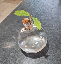 Grow oak tree for sale  CHESTERFIELD
