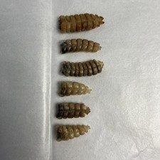 Rattlesnake rattles rattle for sale  Benson