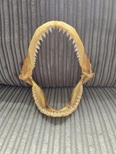 fossil teeth for sale fossil teeth for sale EASTBOURNE
