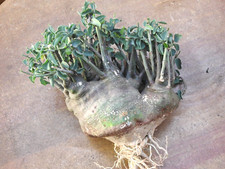 Adenia spinosa big for sale  Shipping to United Kingdom