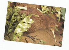 Vogel neuseeland brown gebraucht kaufen  Deutschland