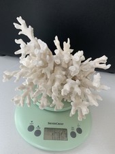 Naturfarbene koralle deko gebraucht kaufen  Bonn