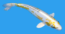 Live koi fish for sale  Lewisville