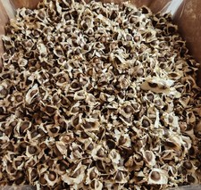Moringa oleifera pkm1 for sale  Appalachia